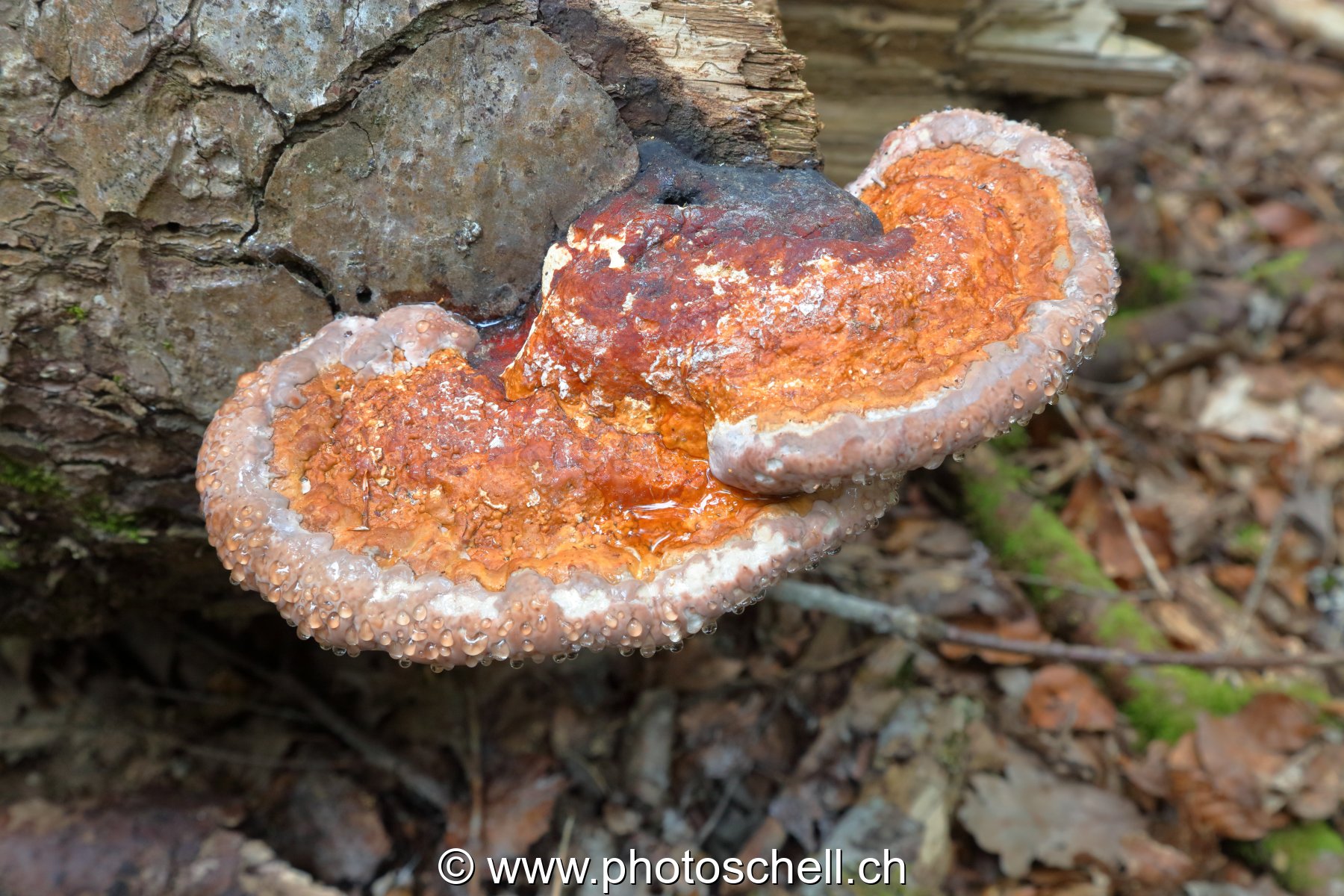 Polypores