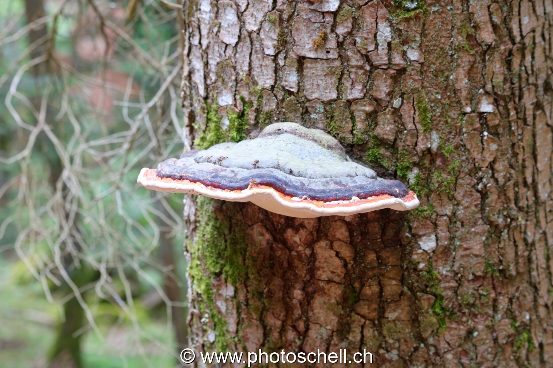 Polypores