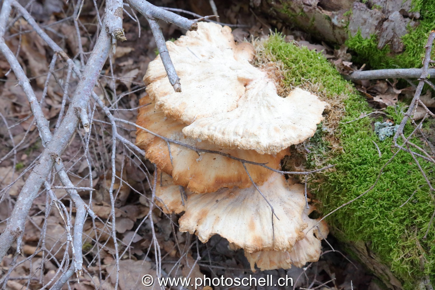 Polypores
