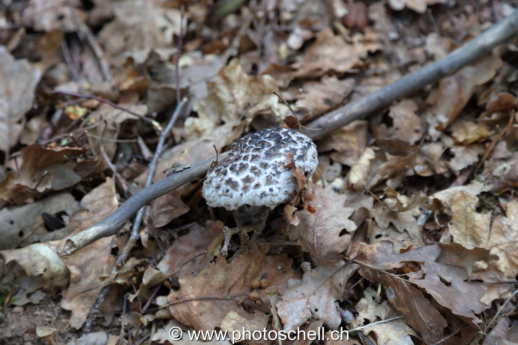 Champignon