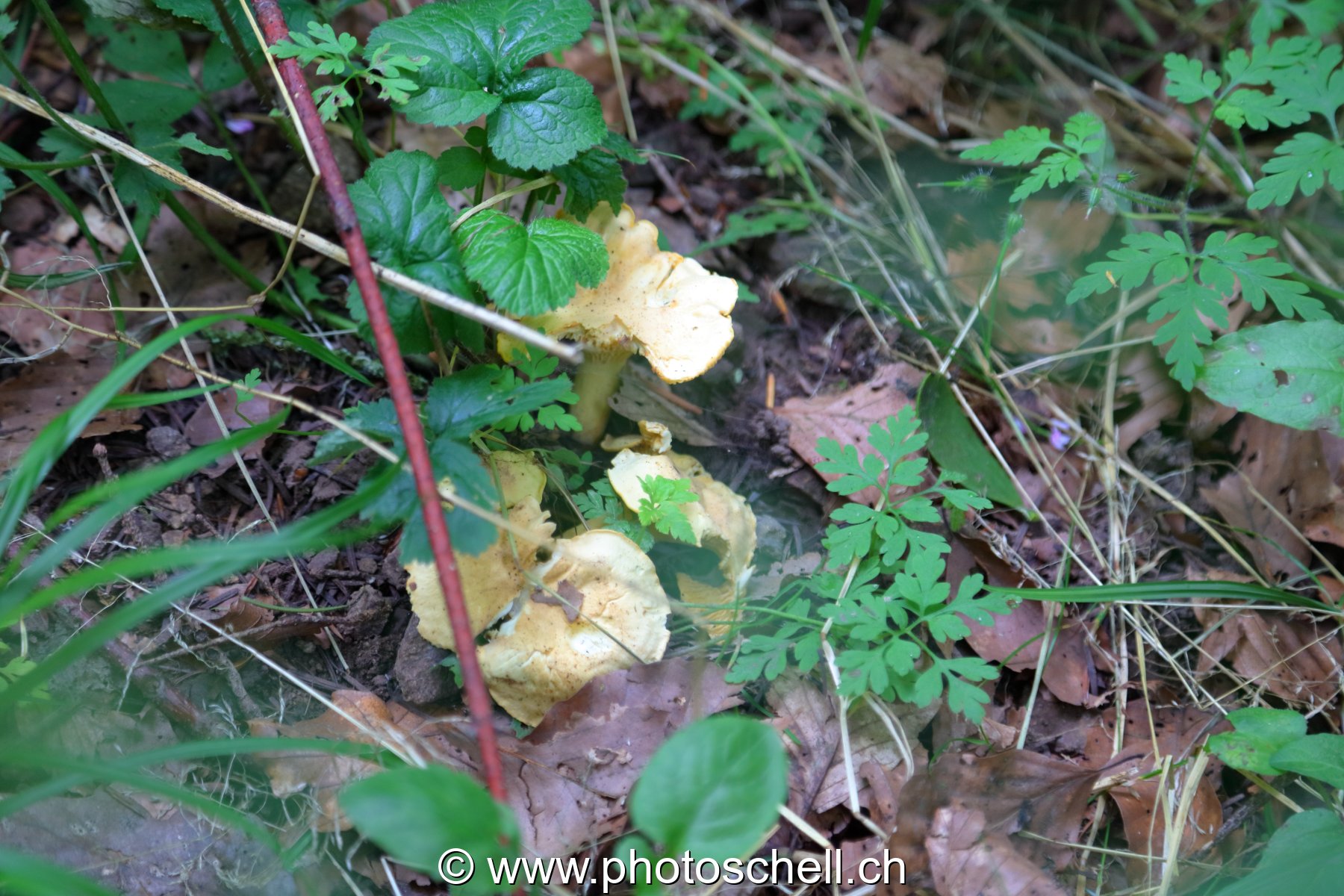 Chanterelles