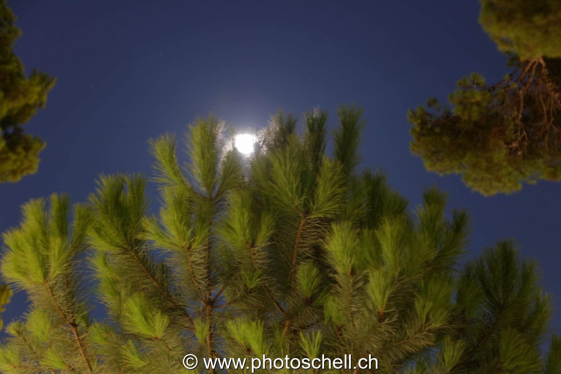Lever de pleine lune sur un pin